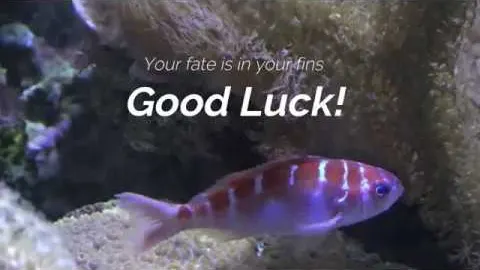 Video: Bowl Voyage escape room intro, Bond's Fairfax